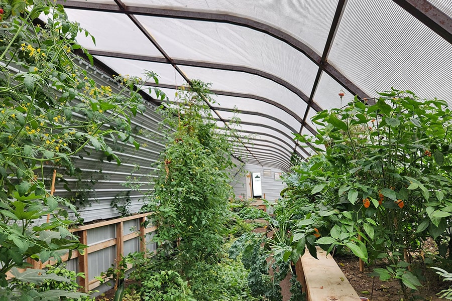 2023-08-greenhouse-in-the-snow-canada Inside view of a geothermal greenhouse in Armstrong, BC with lush raised beds and a heat-retaining curved polycarbonate roof