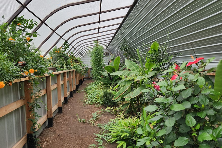 2023-10-greenhouse-in-the-snow-canada Geothermal greenhouse interior in Armstrong, BC with tropical plants lining raised beds under curved roof