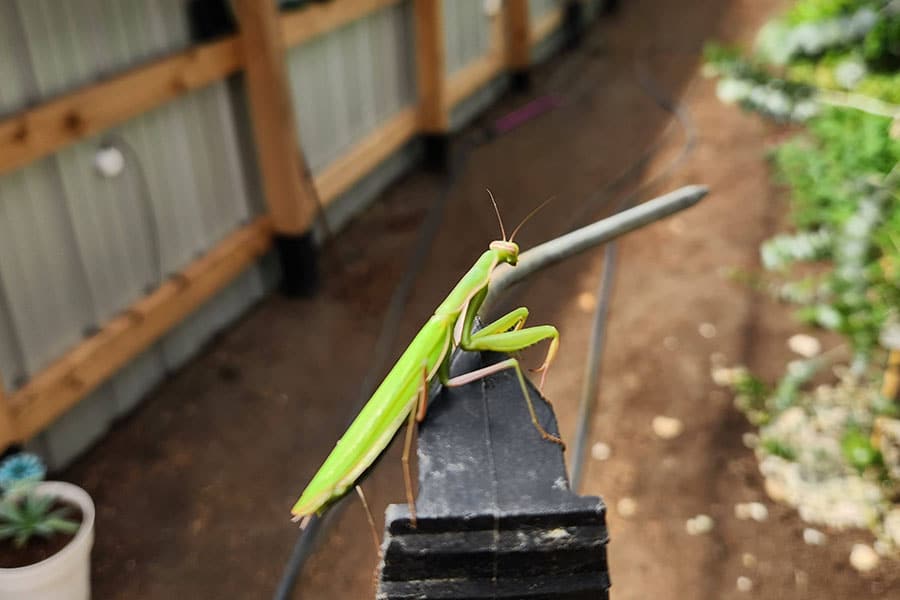 2023-16-greenhouse-in-the-snow-canada Praying mantis perched on trellis inside eco-heated geothermal greenhouse supporting natural pest control