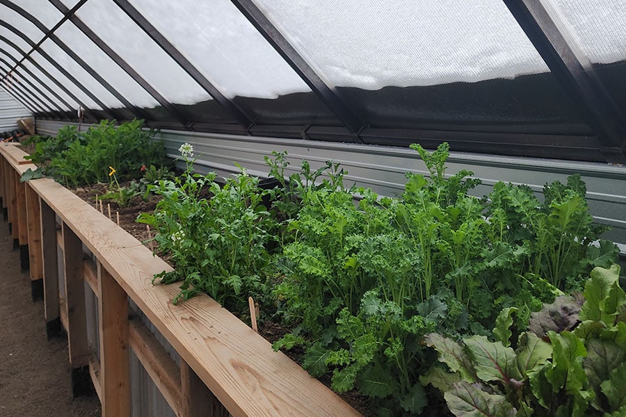 2023-23-greenhouse-in-the-snow-canada Kale and leafy greens thriving in raised beds inside a geothermal-powered greenhouse in British Columbia