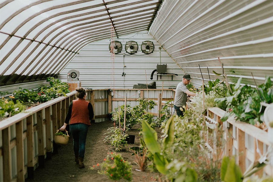 2023-32-greenhouse-in-the-snow-canada Inside view of geothermal greenhouse with two growers tending raised beds in Armstrong, BC