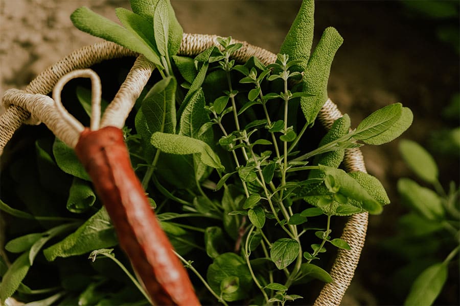 2023-39-greenhouse-in-the-snow-canada Close-up of fresh herbs and hand tool after harvest in a sustainable geothermal greenhouse garden