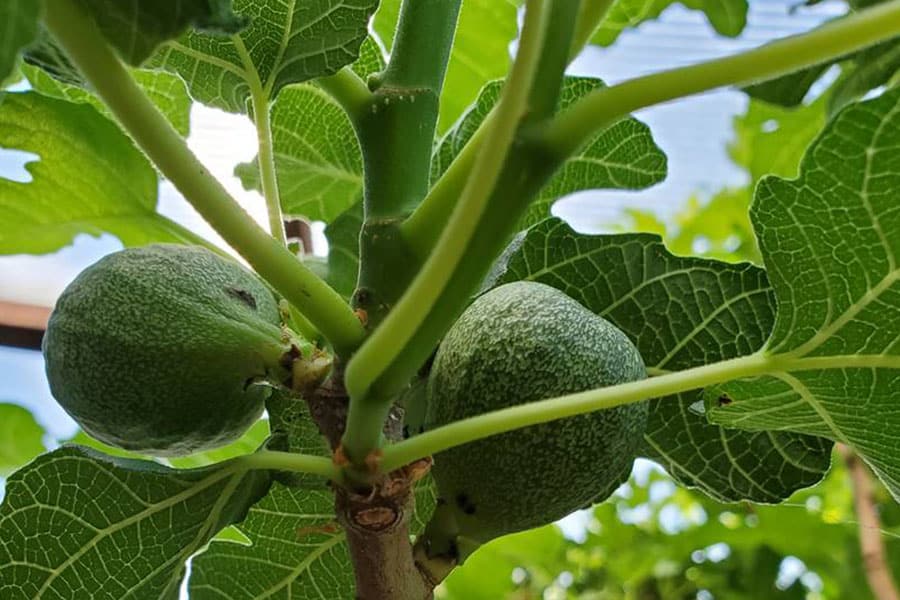 2023-greenhouse-in-the-snow-canada-fig-tree Close-up of figs growing inside a geothermal greenhouse, thriving year-round with sustainable underground heating in British Columbia