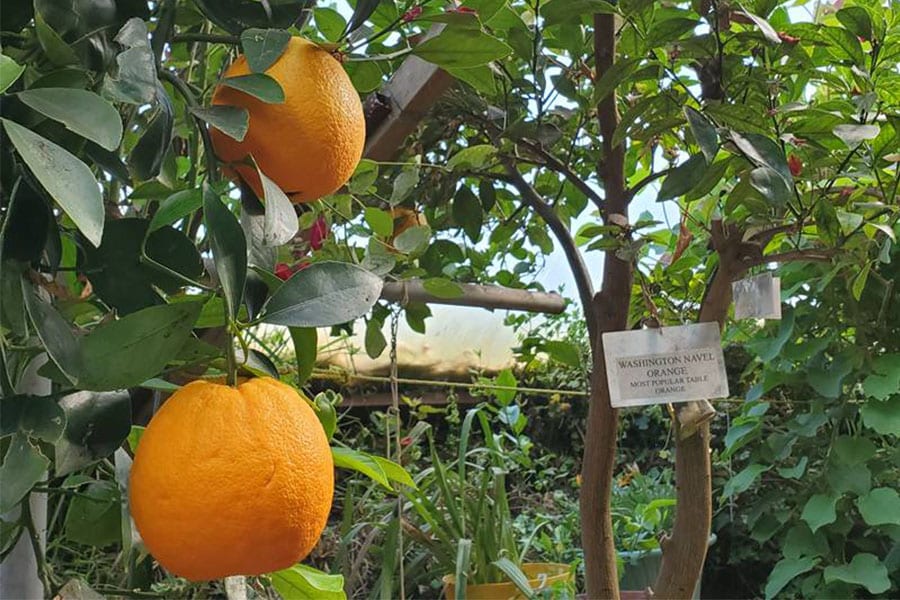 Oranges growing in a greenhouse bult by Greenhouse in the Snow in Armstrong BC