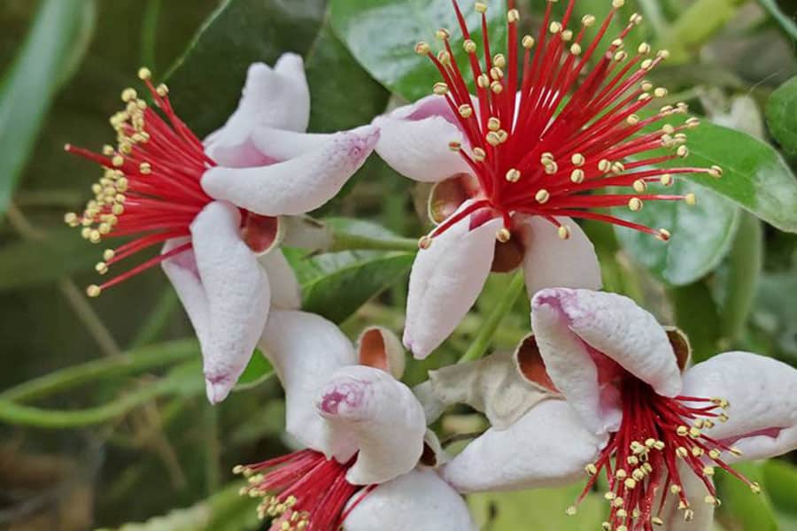 2023-greenhouse-in-the-snow-canada-pineapple-guava Bright tropical flowers blooming inside an eco-friendly geothermal greenhouse in Armstrong, BC using geothermal heat for climate control