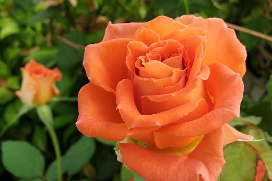 2023-greenhouse-in-the-snow-canada-roses Vibrant orange rose blooming in controlled geothermal greenhouse climate during winter growing season