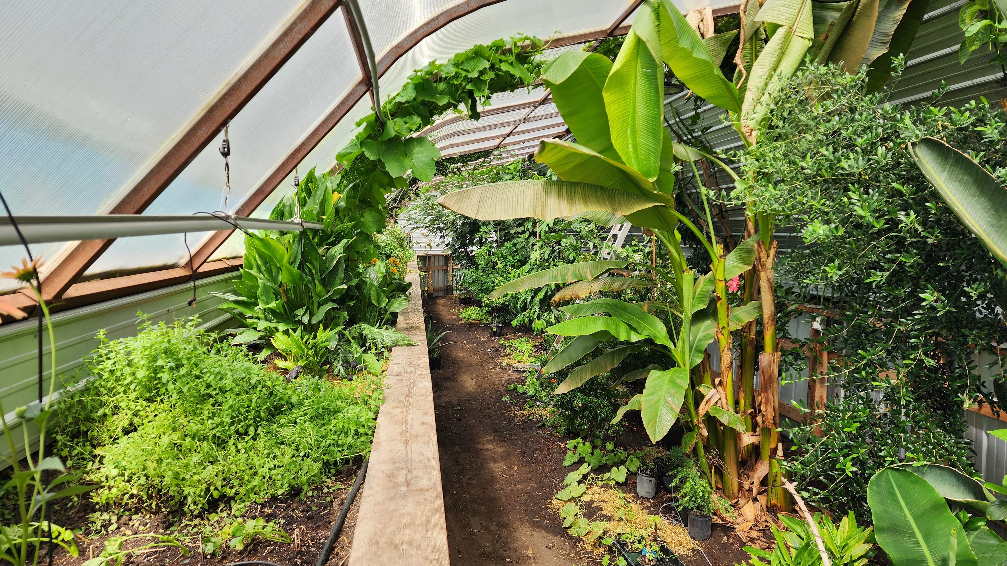 20250711_103444_Original Tropical greenery growing in a geothermal greenhouse