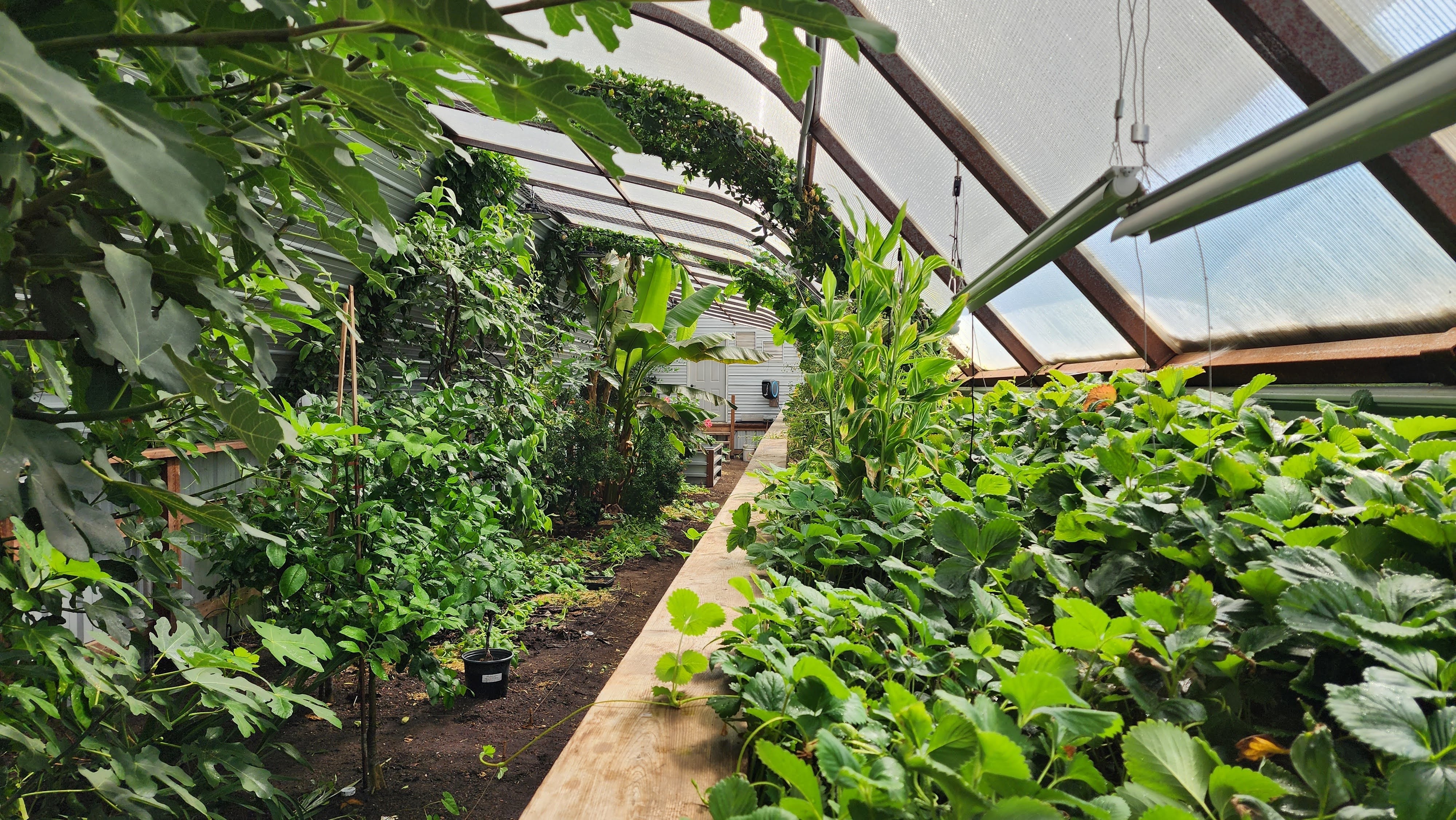20250711_103644_Original Interior of greenhouse in the snow