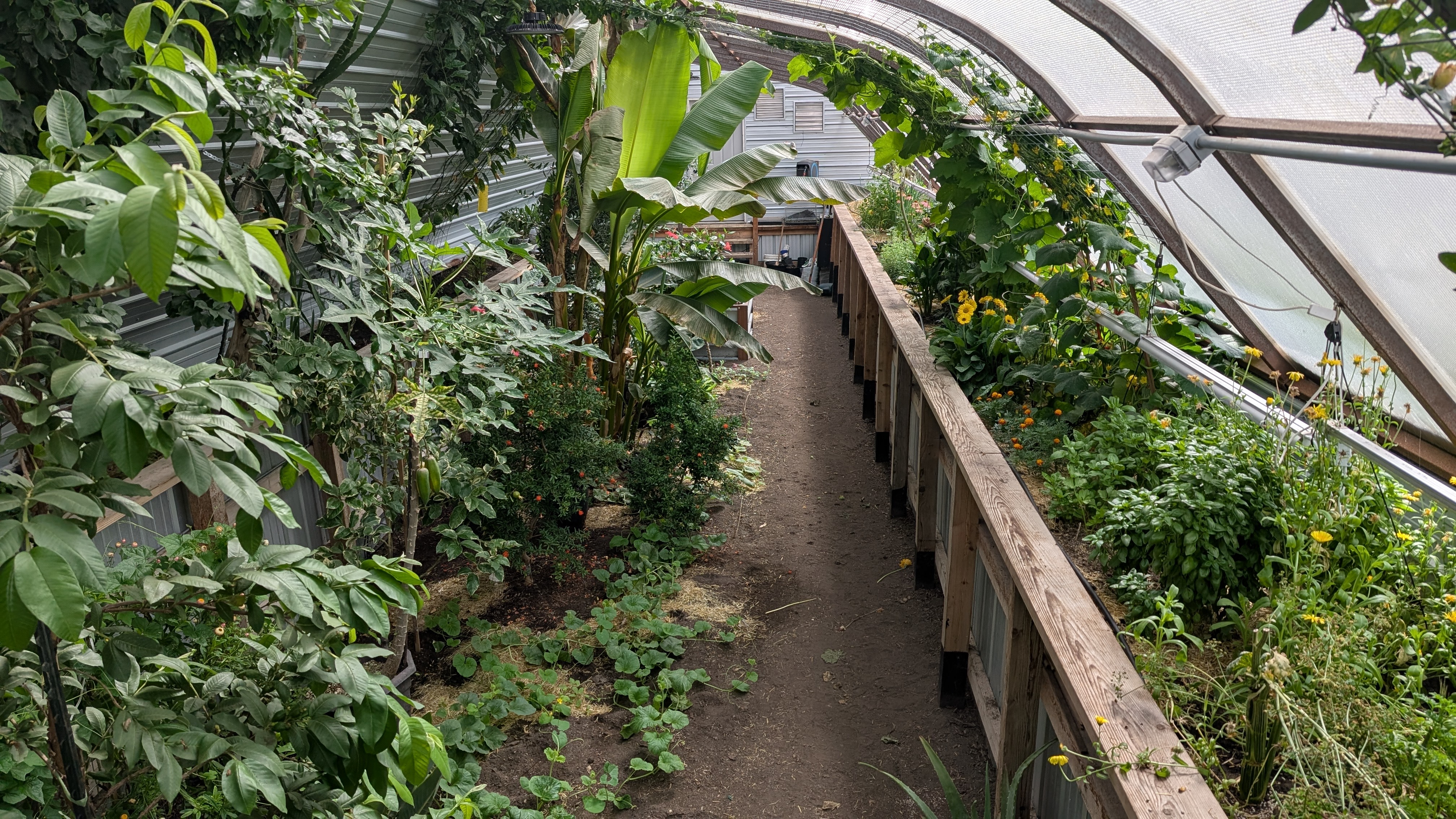 PXL_20250710_171543512_Original Image of interior of a greenhouse with green tropical plants