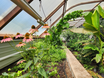 Interior view of a Greenhouse
