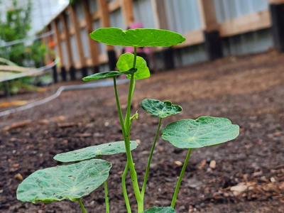 a plant starting to grow inside the greenhouse