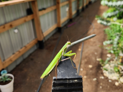 praying mantis in the greenhouse in the early stages of growing
