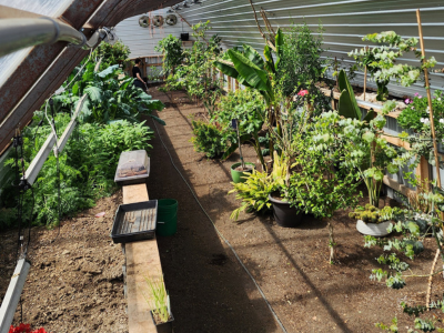 view of the early planting stages inside the greenhouse
