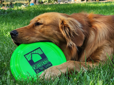 our retriever dog with greenhouse in the snow frisbee