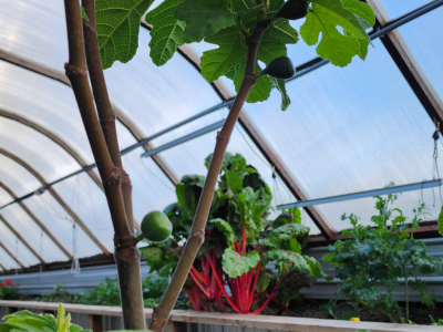 interior of the greenhouse