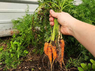 carrots harvested in the greenhouse