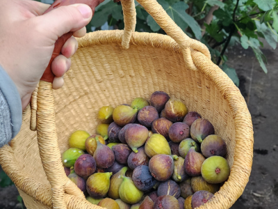 multi-coloured potatoes harvested from the greenhouse