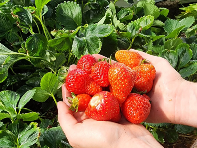 handful of strawberries harvested in the greenhouse