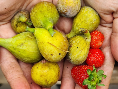 figs and strawberries harvested in the greenhouse