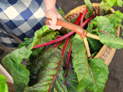 basket of rhubarb harvested in the greenhouse