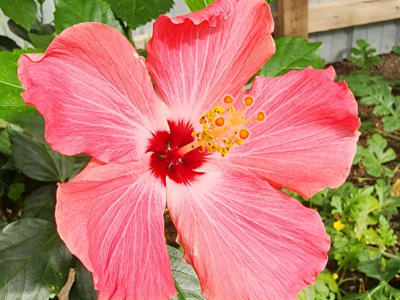 pink lilly grown in the greenhouse