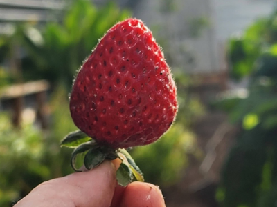 freshly picked strawberry