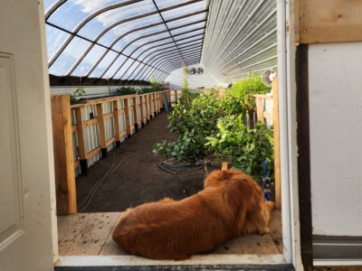 dog laying in the doorway of the greenhouse