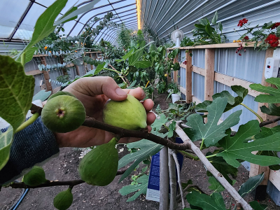 interior of the greenhouse in the winter