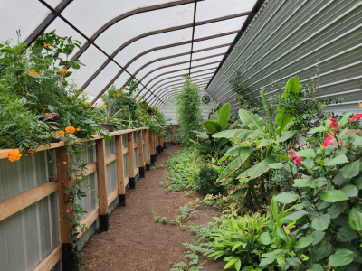 interior of the greenhouse in the winter
