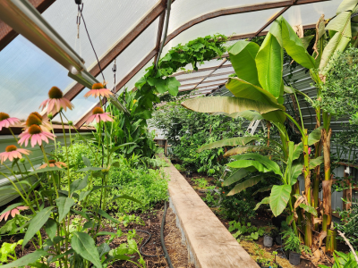 flowers blooming in the interior of the greenhouse of the snow