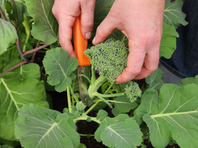 harvesting broccoli in the greenhouse