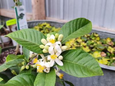 blooming plants in the greenhouse