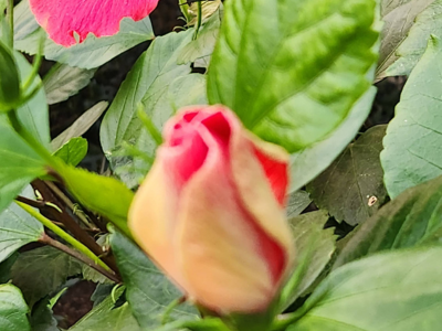 flowers blooming in the greenhouse
