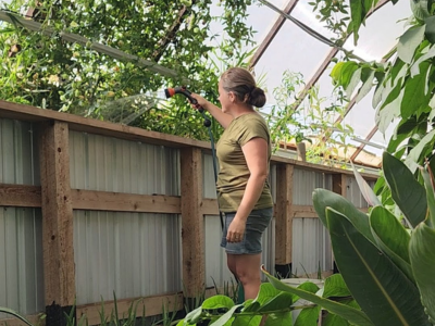 Chelsea watering the plants along the inside wall of the greenhouse in the spring
